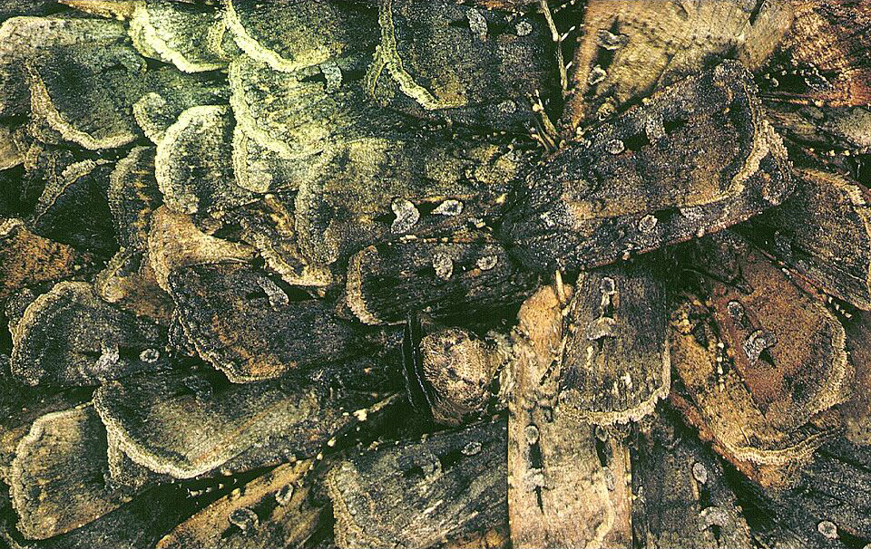 Archival CSIRO photograph of bogong moths clustered together; image does not show the 2026 migration.